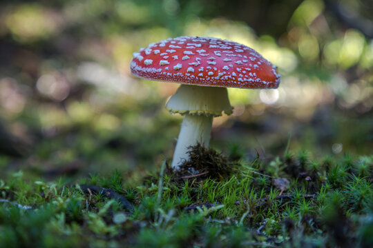 close-up of toadstools in the moss