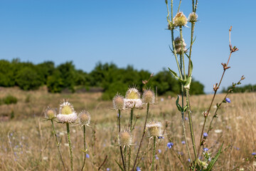 Wild teasel flower in a meadow with a blurred background