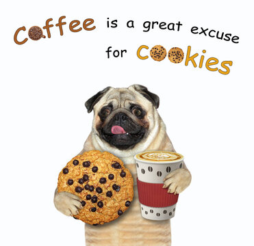 A dog pug holds a cookie and a paper cup of coffee. White background. Isolated.
