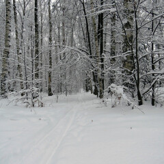 winter forest in the snow