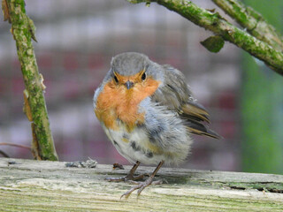 Young robin on a log