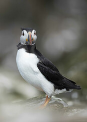 Atlantic puffin Fratercula arctica