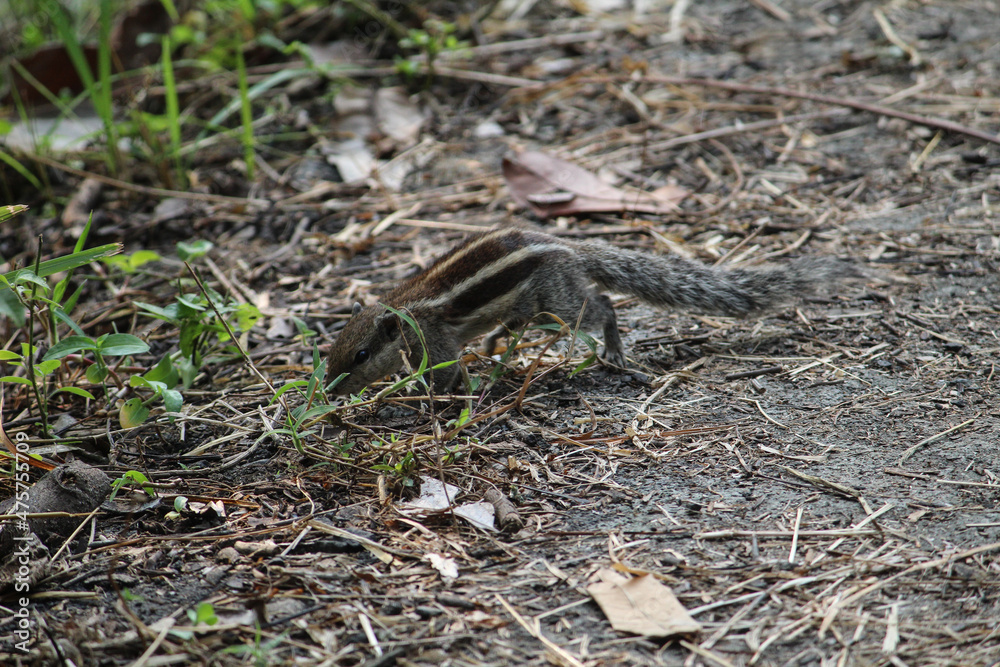 Poster lovely cute striped indian palm squirrel (funambulus palmarum) on the ground foraging for food