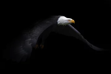 Poster Seeadler im Flug mit schwarzen Hintergrund © Leinemeister