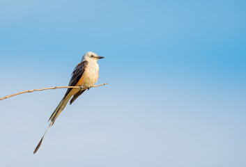 Scissor Tailed Flycatcher sitting on a branch in Texas