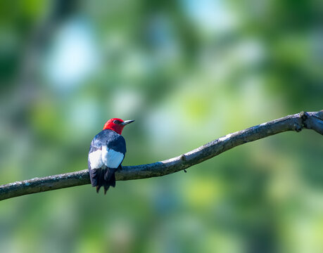 Red-headed Woodpecker perches on a tree alone