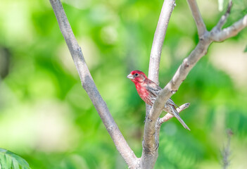Purple Finch perched on a tree in Minnesota