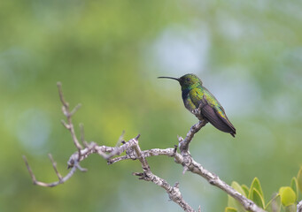 Fototapeta na wymiar Puerto Rican Mango hummingbird perched on a tree