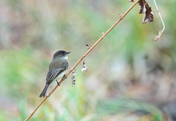 Easterb Phoebe perched on a stick in the woods