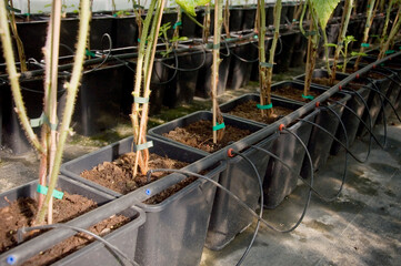 System nawadniania uprawy tunelowej. Krzewy malin nawadniane w uprawie krytej. Rząd roślin nawadniany rurkami.
