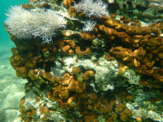 Сhicken liver sponge or Caribbean Chicken-liver sponge (Chondrilla nucula) and Red algae Amphiroa rigida undersea, Aegean Sea, Greece, Halkidiki