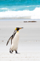 King Penguin taking a stroll on the beach in South Georgia