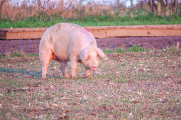 Dutch landrace sow pig in late afternoon sunset lighting, wanders about the her free range pen, Wiltshire UK 