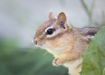 Extreme closeup of Chipmunk coming out behind green leaf