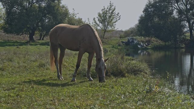 Brown horse grazing fresh grass