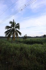 green tropical Trinidad field with coconut tree and blue sky