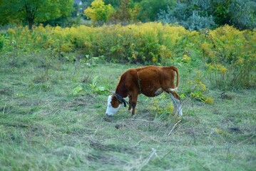 cow on the field, Ukraine 