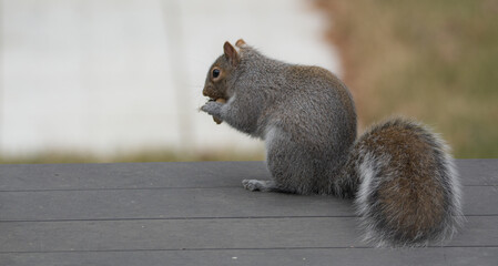Naklejka na ściany i meble The squirrel who eats his shelled peanuts on the porch