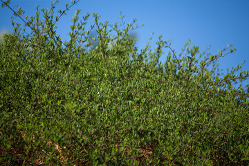 grass and sky