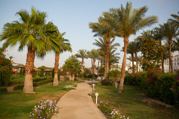 Fototapeta na wymiar palm trees in the park