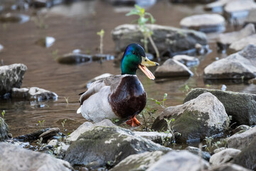 a mallard in the river