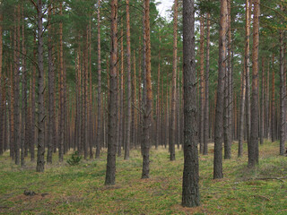 Fototapeta premium Beautiful natural bright background and texture, wild dense pine forest, atmospheric fairy forest, Latvia