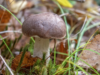 Catalog of the forests mushrooms, Mushroms in the grass and forest litter, macro photography, Poland