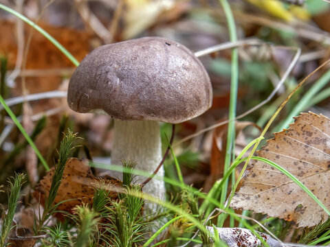 Catalog of the forests mushrooms, Mushroms in the grass and forest litter, macro photography, Poland