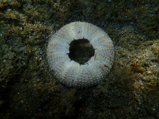 Test (shell) of Black sea urchin (Arbacia lixula) undersea, Aegean Sea, Greece, Halkidiki