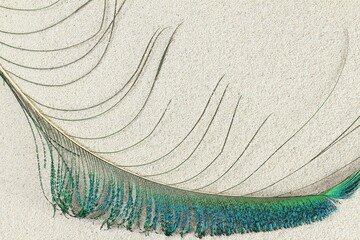 beautiful peacock feather in sea sand background