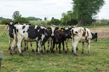 Vacas lecheras Holando en el campo