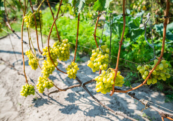 Long grapevines with bunches cast shadow on garden ground