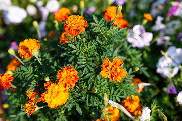 Mirabilis flower with yellow petals growing in garden