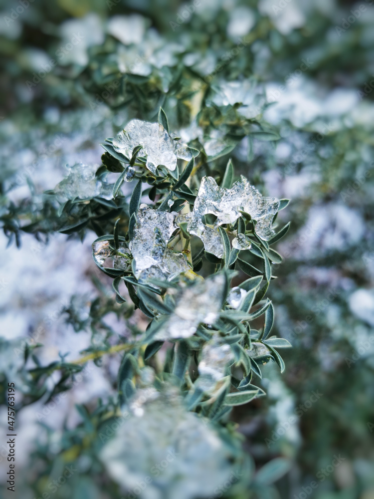 Poster vertical shot of green leaves covered with snow in sierra de guadarrama, spain