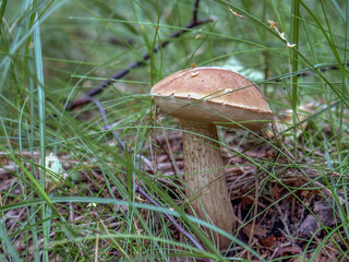 Catalog of the forests mushrooms, Mushroms in the grass and forest litter, macro photography, Poland