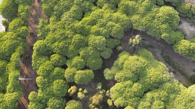El bosque de Tarifa