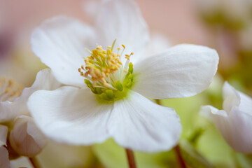 Christrose Helleborus weiß