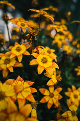 yellow flowers in the garden