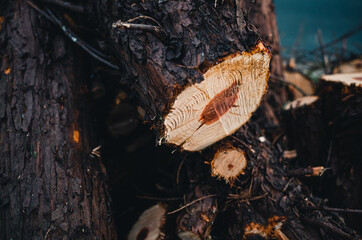 cut tree trunk