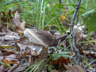 Catalog of the forests mushrooms, Mushroms in the grass and forest litter, macro photography, Poland