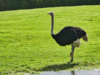 Cute ostrich walking in a field - Powered by Adobe