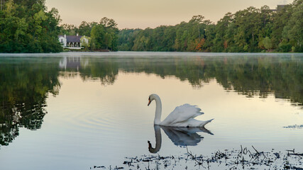 Beautiful white swan swimming in a lake with its reflection in the water © Jeremy Dove/Wirestock