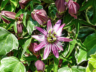 Closeup shot of beautiful Passiflora Violacea flowers and buds growing in the garden on sunny day