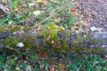 Fallen tree with moss in the forest