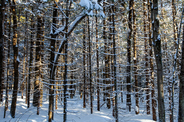 Fototapeta na wymiar Sun shinning through the trees in Council Grounds State Park, Merrill, Wisconsin after a snow storm