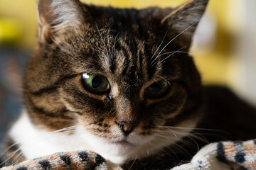 Brown cat with big green eyes