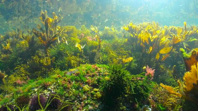 Underwater seascape algae below water surface in the ocean, Eastern Atlantic, Spain, Galicia