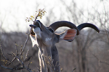 Close-up shot van een antilope die bladeren op een tak probeert te eten
