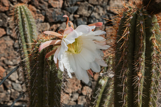 Selective focus shot of a bloom echinopsis peruviana (peruvian torch) on a sunny day