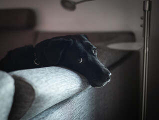 Portrait of a sad black dog leaning its head on the sofa